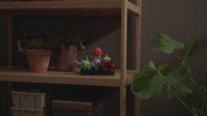 10309 | LEGO® ICONS™ Succulents