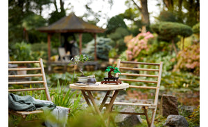 10281 | LEGO® ICONS™ Bonsai Tree